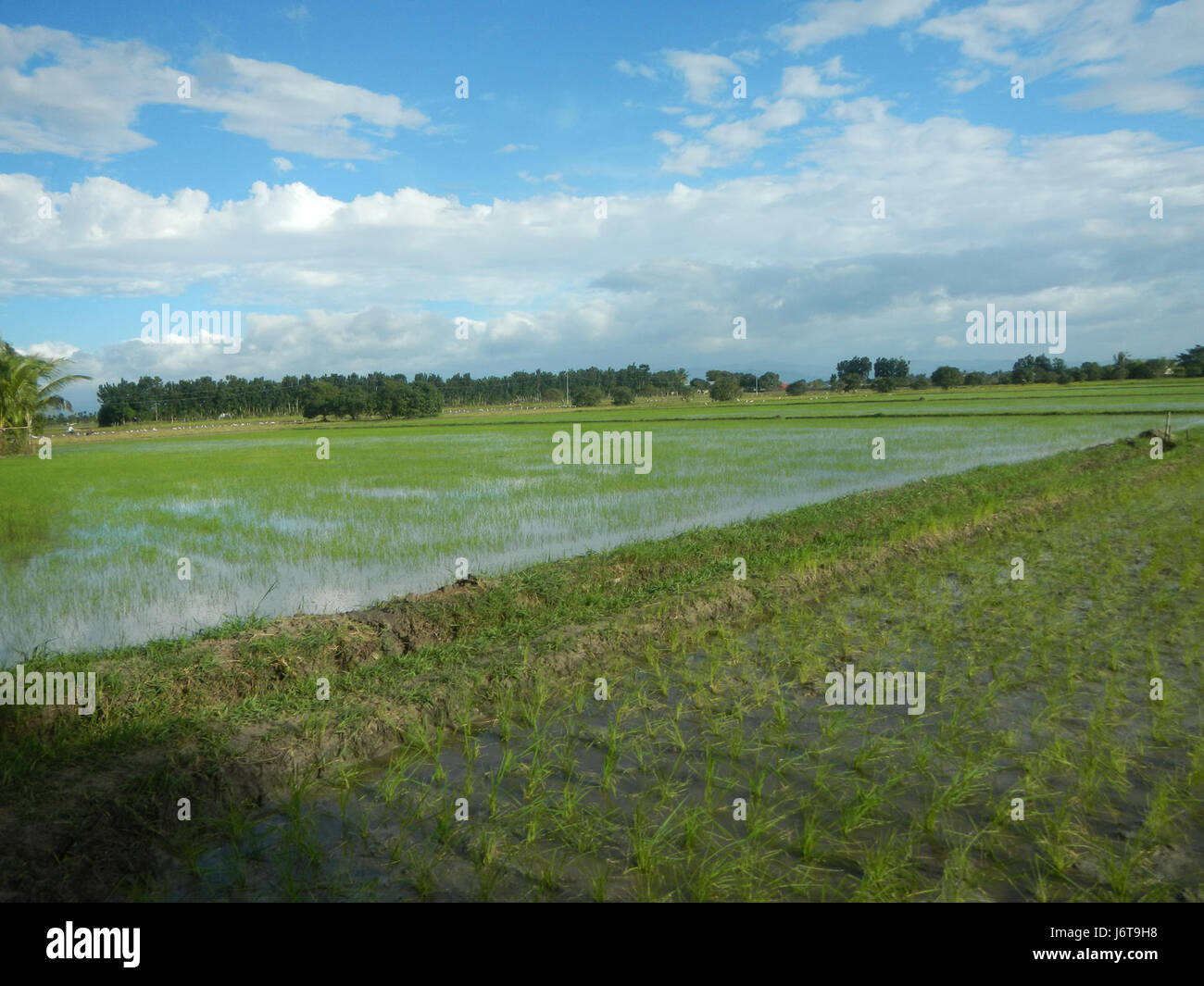 06706 risaie Parcutela Bulualto Marelo Gapan Città Nueva Ecija strade 21 Foto Stock