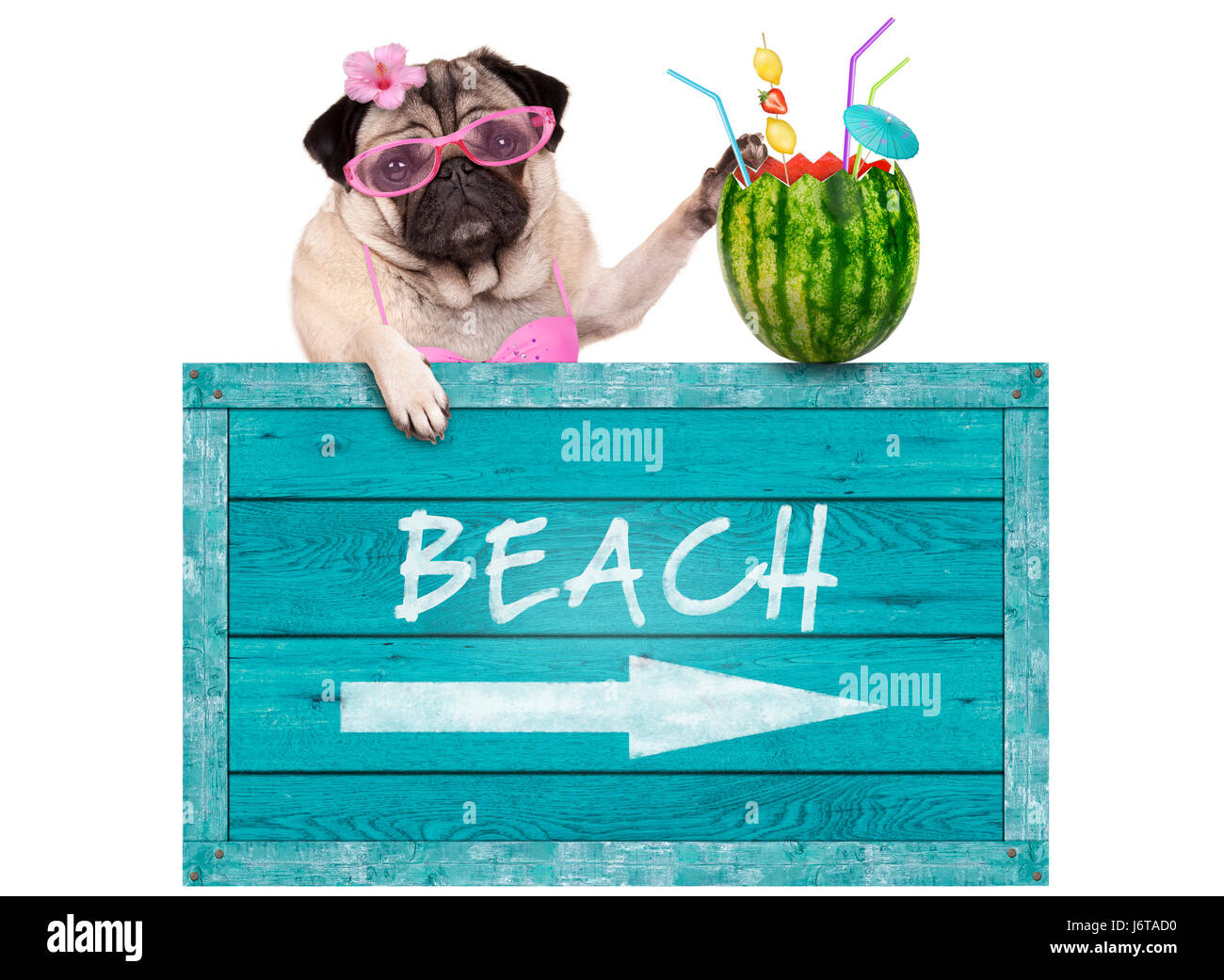Bikini babe pug cane con blue vintage in legno segno sulla spiaggia e cocktail di anguria, isolato su sfondo bianco Foto Stock