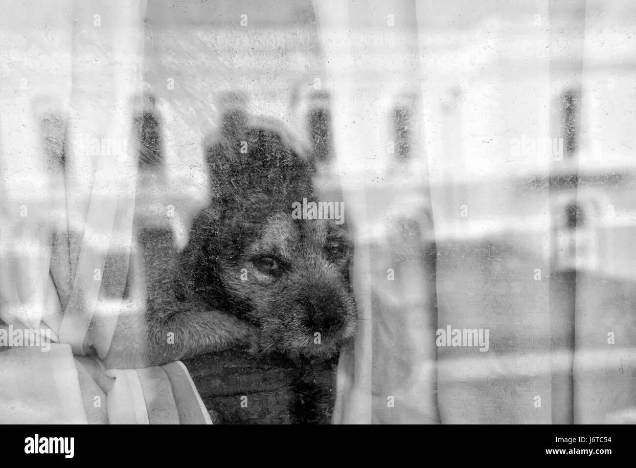 Cane sdraiato dalla finestra Foto Stock