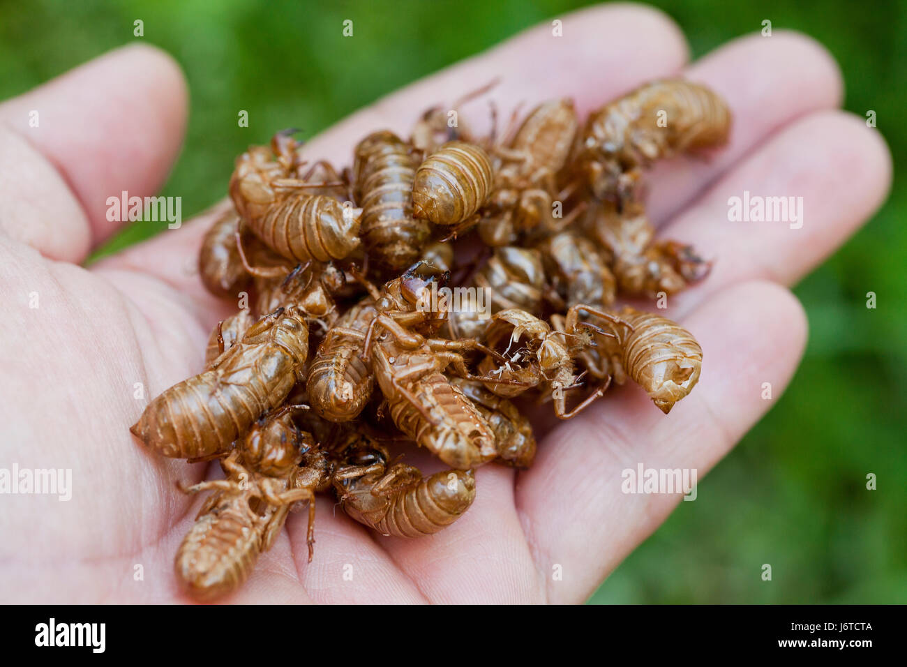 La covata X cicala Magicicada () esoscheletri in mano d'uomo / cicala gusci - Virginia STATI UNITI D'AMERICA Foto Stock