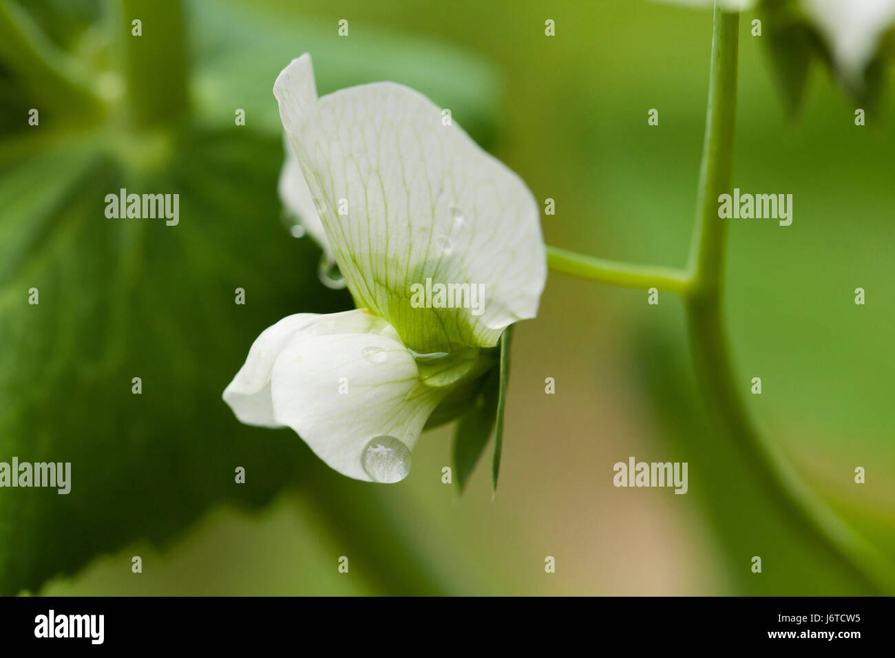 Neve fiore di pisello (Pisum sativum var. saccharatum) Foto Stock