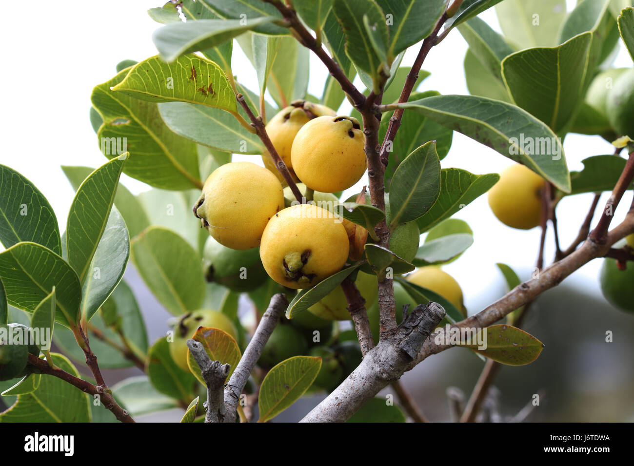 Giallo cattley guava, giallo di guava fragola, ciliegia di colore giallo di guava, limone,guava Psidium cattleianum maturazione Foto Stock