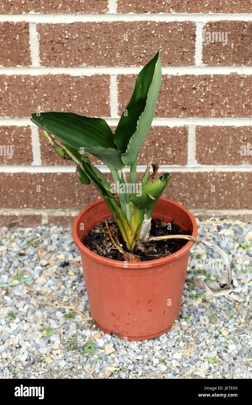 Crescente Strelitzia reginae o noto anche gli uccelli del paradiso in una pentola Foto Stock