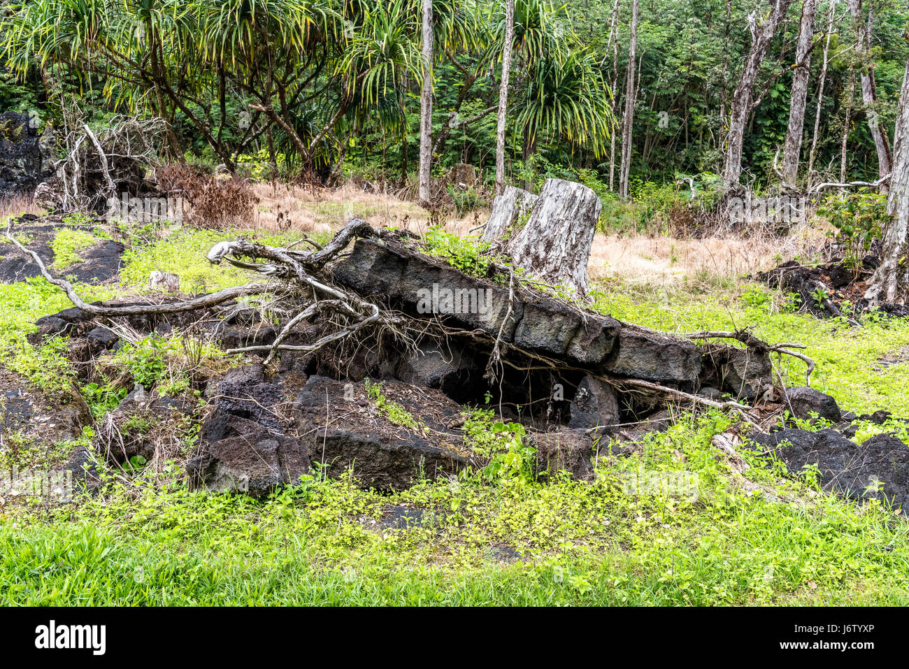Un ceppo di albero in Hawaii spinto fuori del terreno da una eruzione vulcanica decenni fa Foto Stock