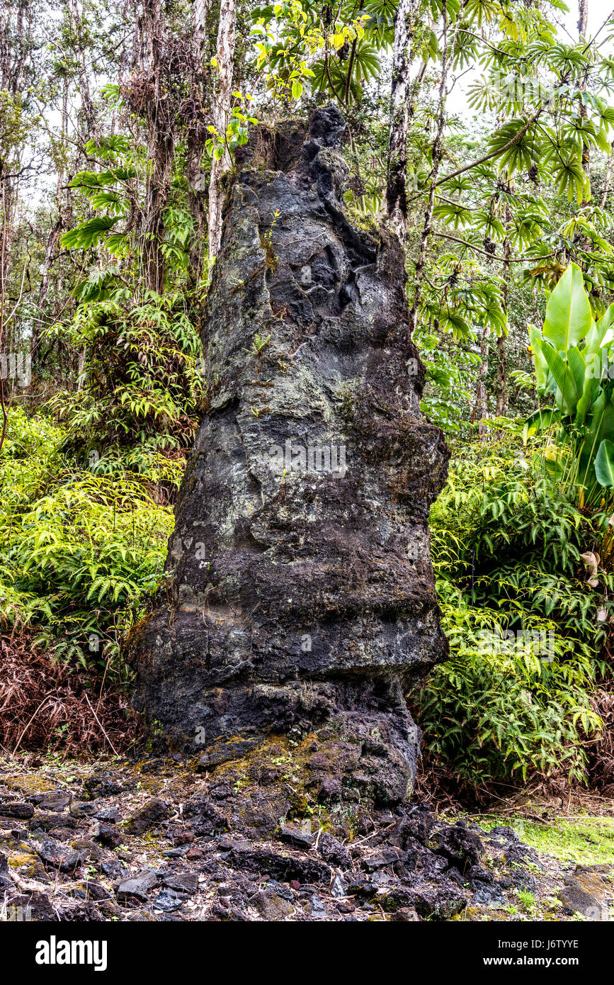 Un ceppo di albero in Hawaii era circondato da un sottile strato di lava nel 1790, ma prima che la struttura potrebbe bruciare completamente la lava raffreddato e indurito di una shell Foto Stock