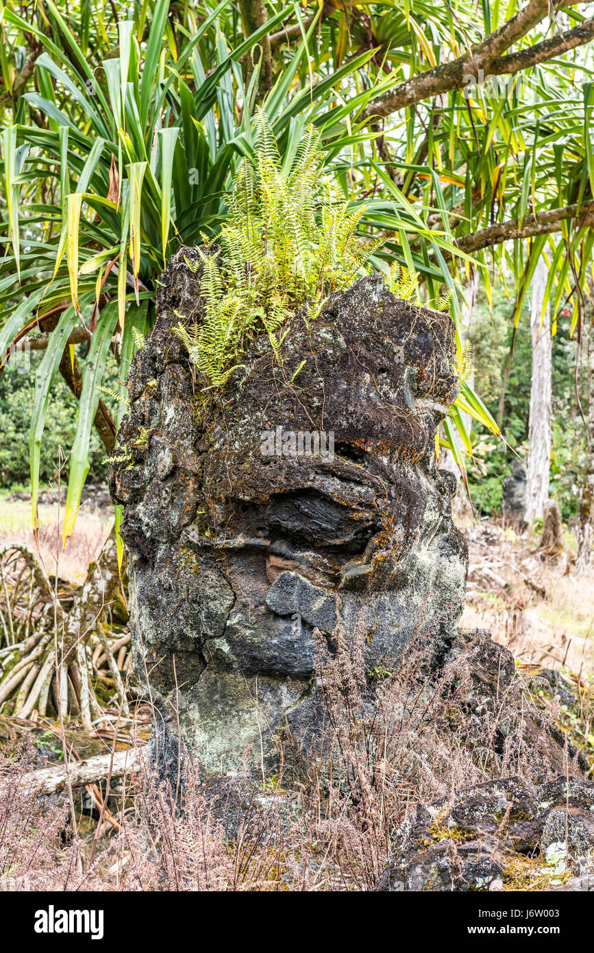 Un ceppo di albero in Hawaii era circondato da un sottile strato di lava nel 1790, ma prima che la struttura potrebbe bruciare completamente la lava raffreddato e indurito di una shell Foto Stock
