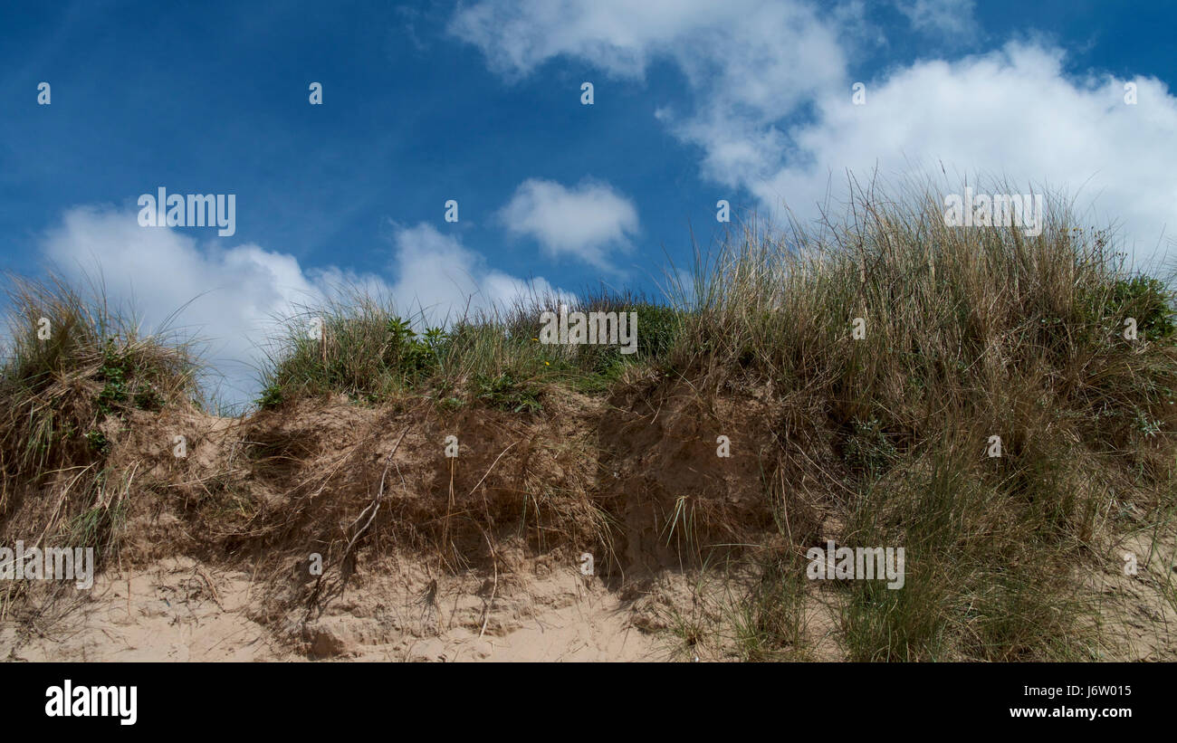 Flora e Fauna delle dune di sabbia in North Cornwall Regno Unito Foto Stock