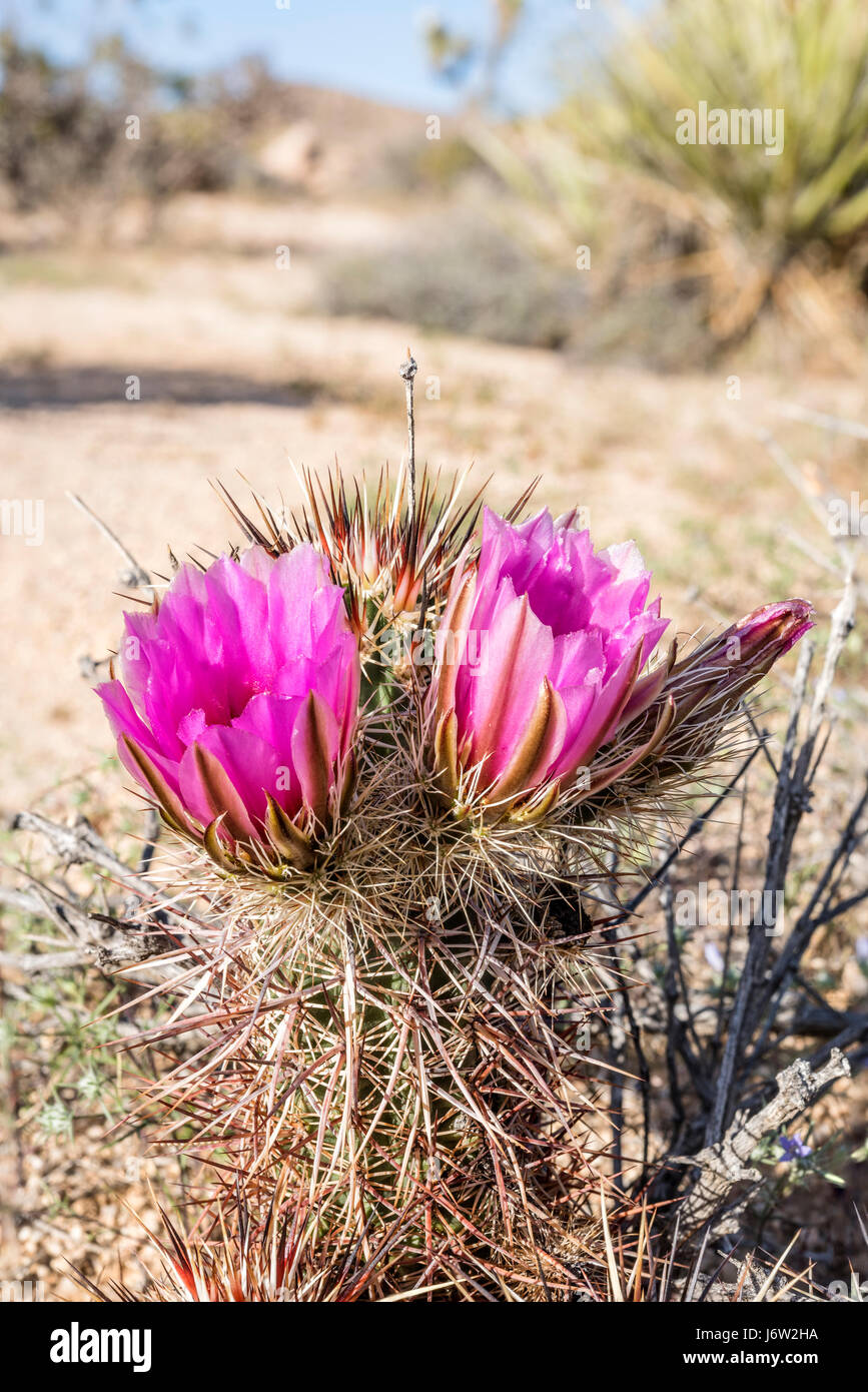 Un bel cactus fiore che sboccia a Joshua Tree National Park Dopo settimane di pioggia. Foto Stock