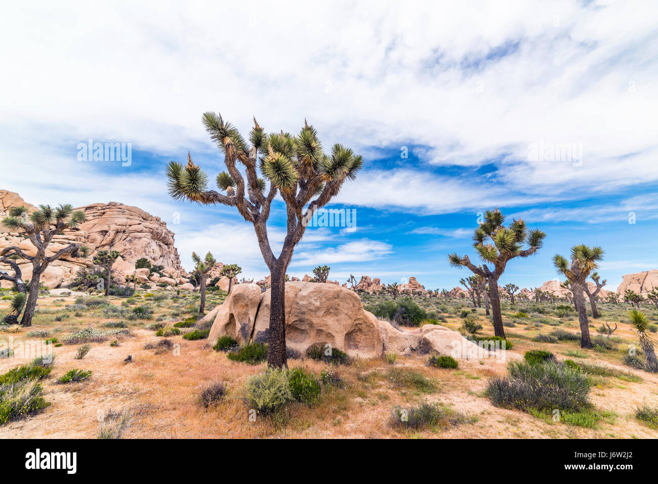Un classico paesaggio del deserto a Joshua Tree National Park mostra i famosi alberi da cui il deserto è stato chiamato. Foto Stock