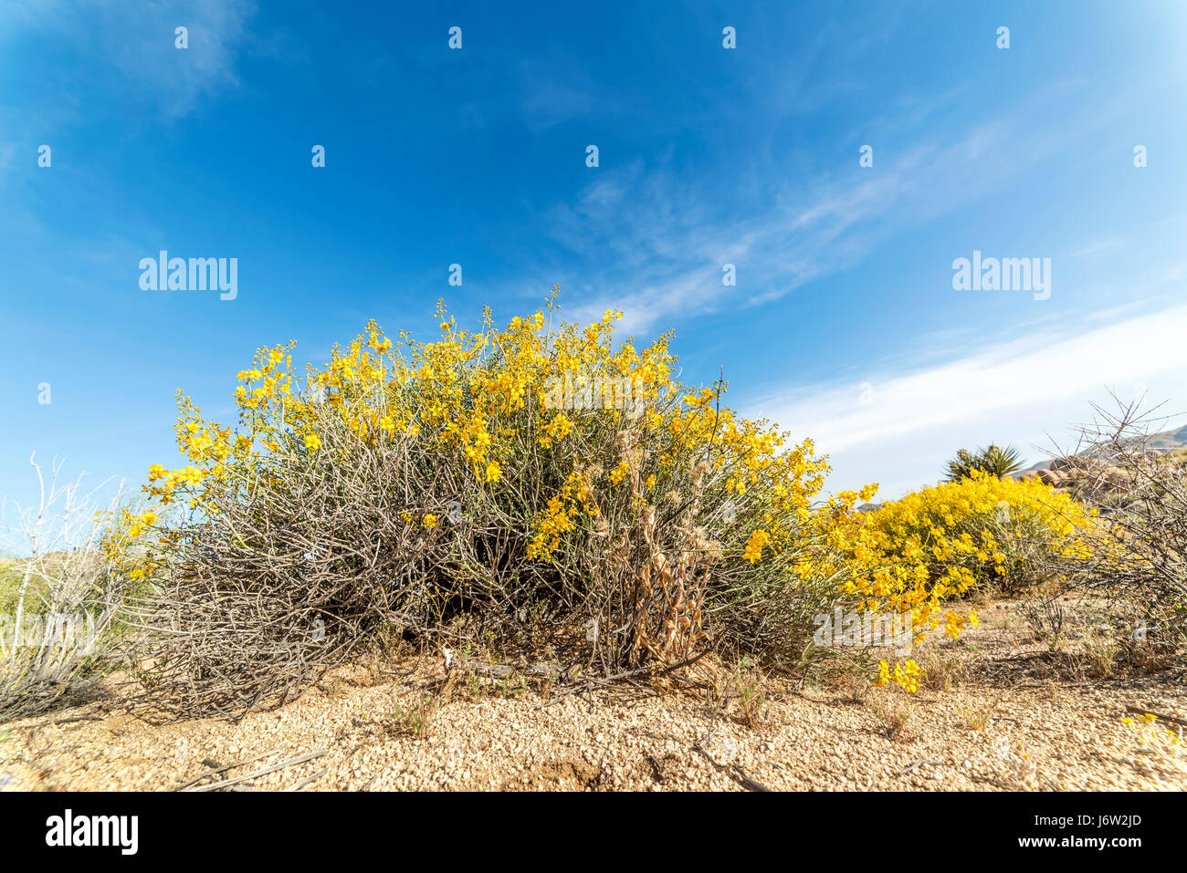 Una fioritura tickweed bush nel parco nazionale di Joshua Tree cresciuto vibrante dopo settimane di pioggia. Foto Stock