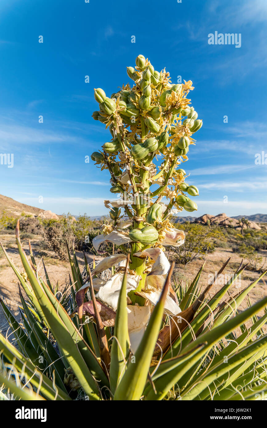 Un Mojave yucca tree bloom incorniciato contro un luminoso cielo blu nel Parco nazionale di Joshua Tree Foto Stock
