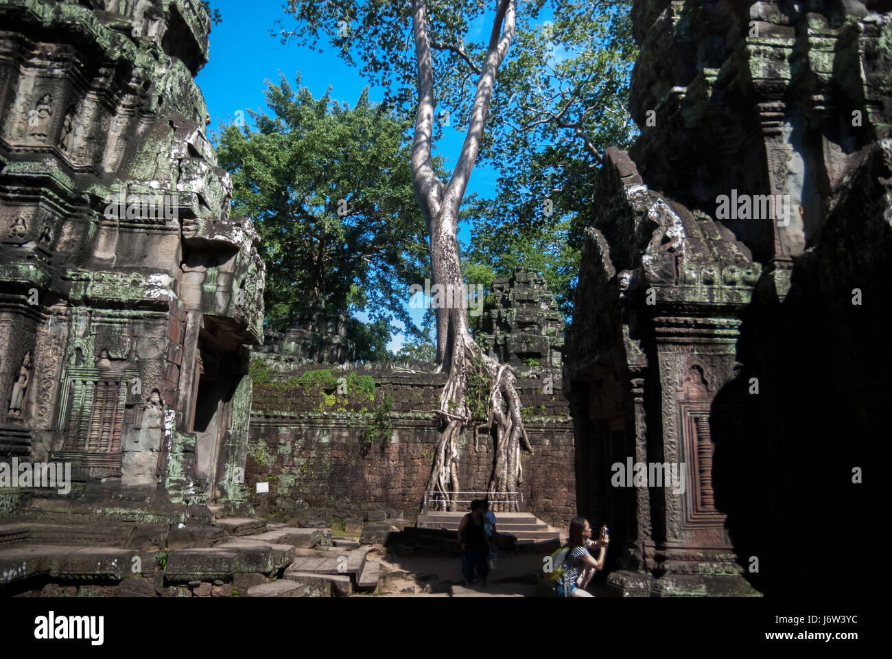 Una seta di cotone-albero che cresce sulla parete di Preah Khan temple a Siem Reap, Cambogia. Foto Stock