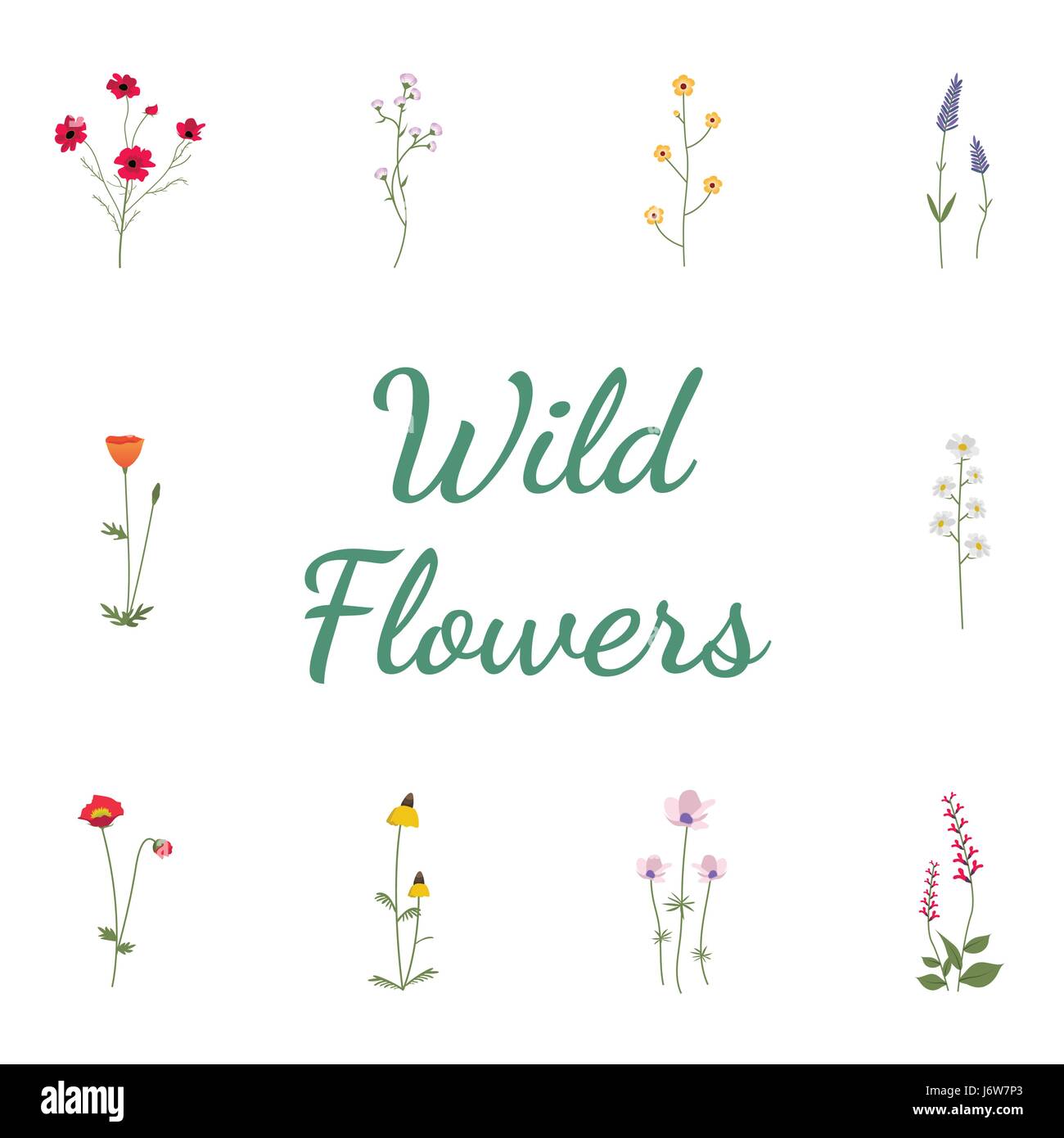 Impostare la raccolta di fiori selvatici illustrazione vettoriale Illustrazione Vettoriale