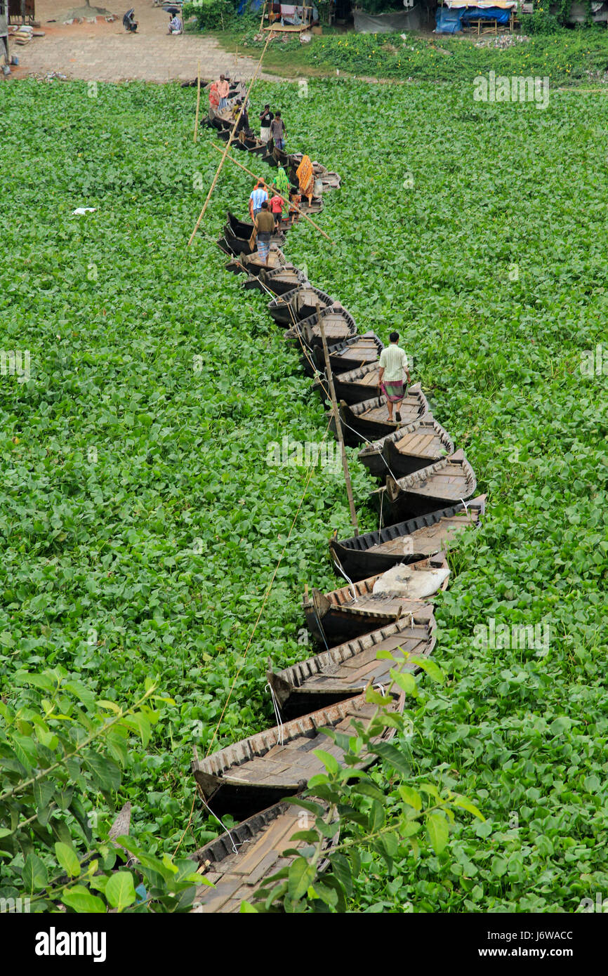 Barche legate insieme sul fiume Buriganga per formare un ponte di fortuna come acqua giacinti ostacolano il movimento delle barche sul fiume. Dacca in Bangladesh Foto Stock