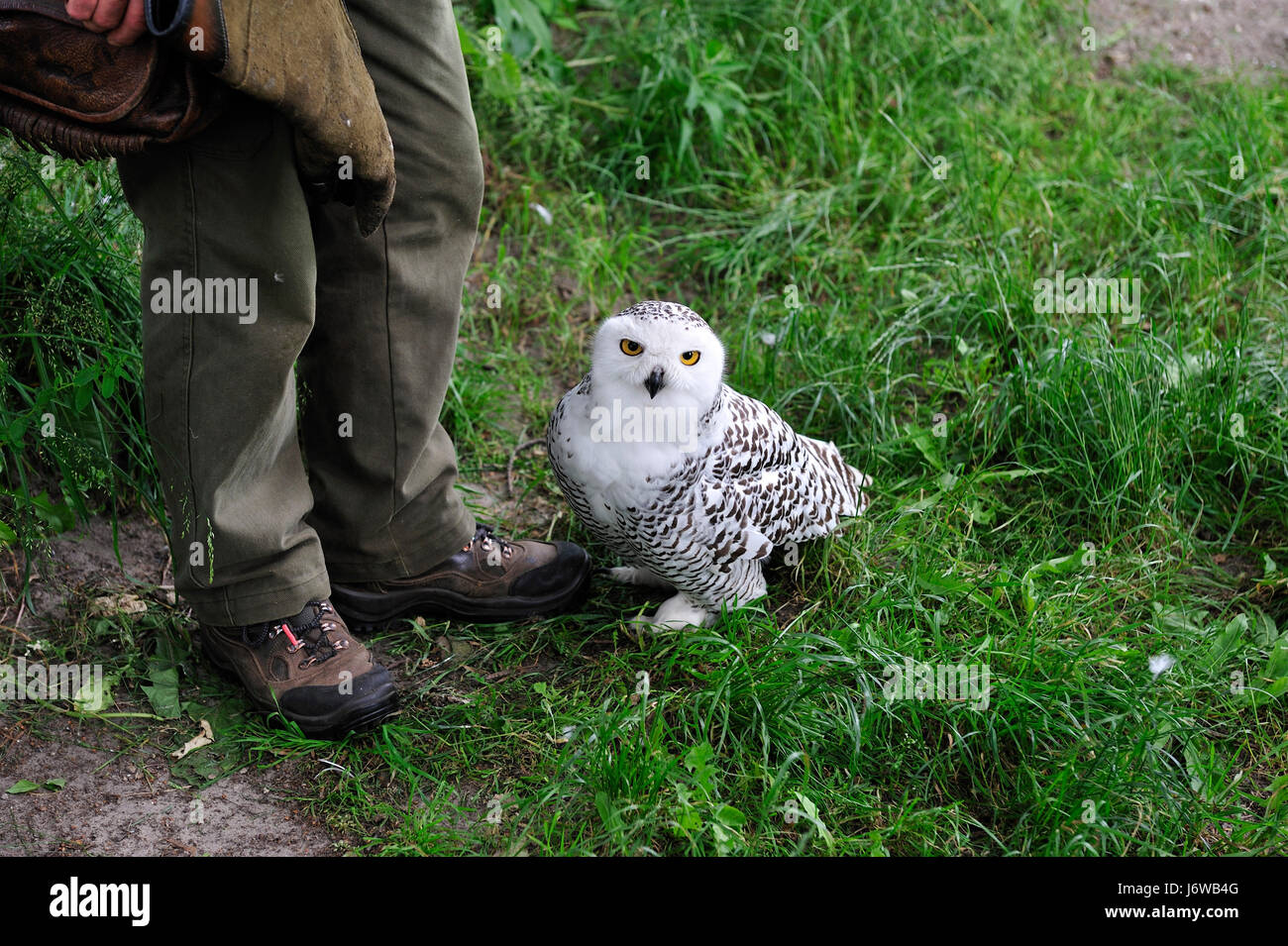 Owl e falconer Foto Stock