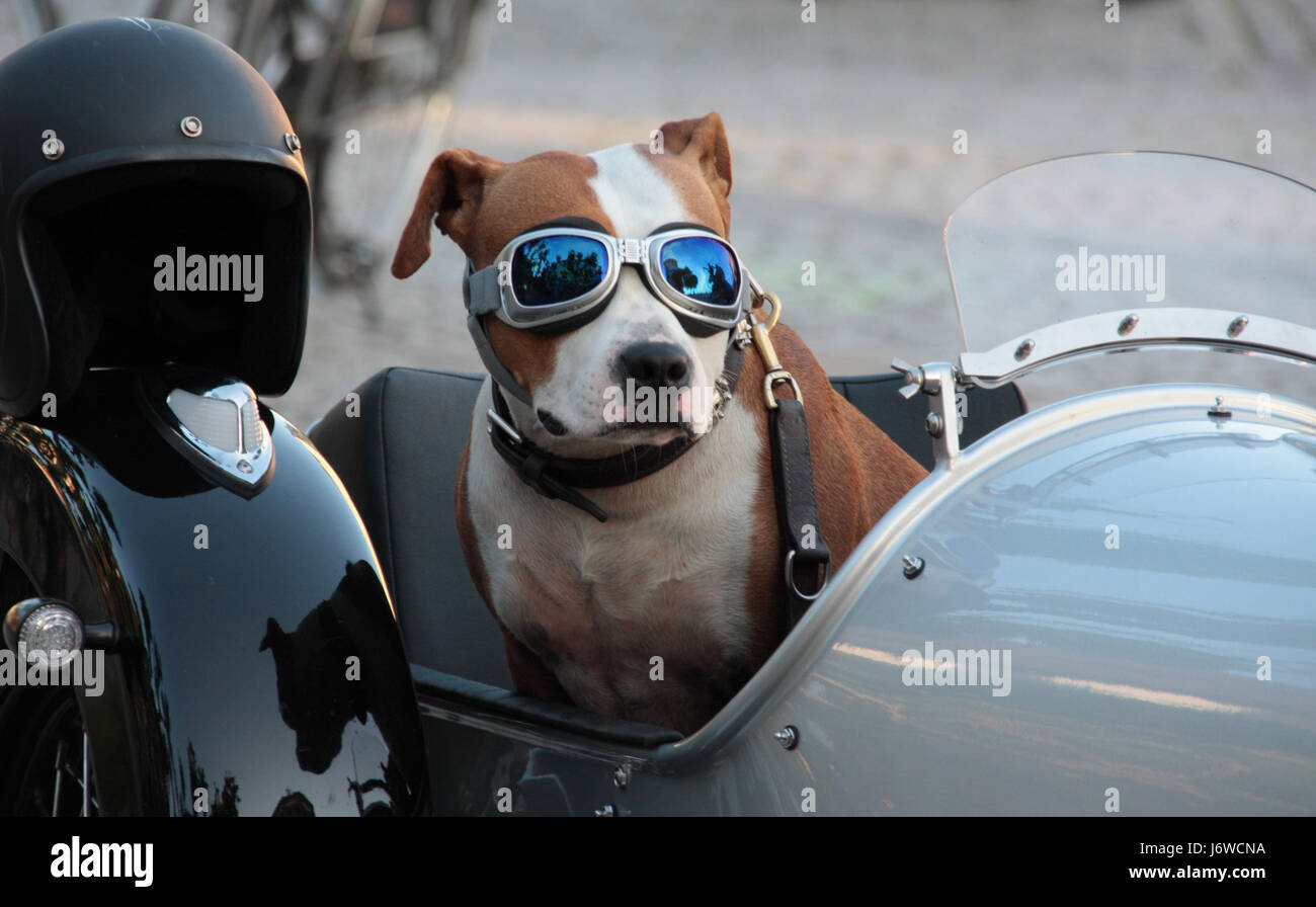 Mirroring di unità cane casco collana ferries sidecar mirroring di unità  cane Foto stock - Alamy