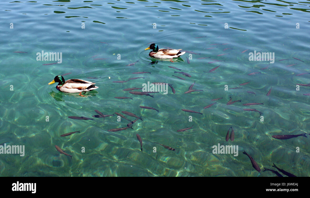 Pesci di acqua dolce acqua di stagno molla vetroso acqua consapevole pesci di acqua dolce Foto Stock