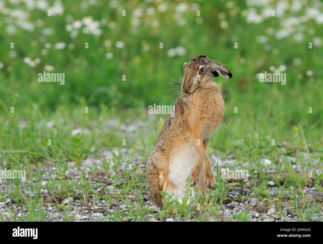 il modello Foto Stock