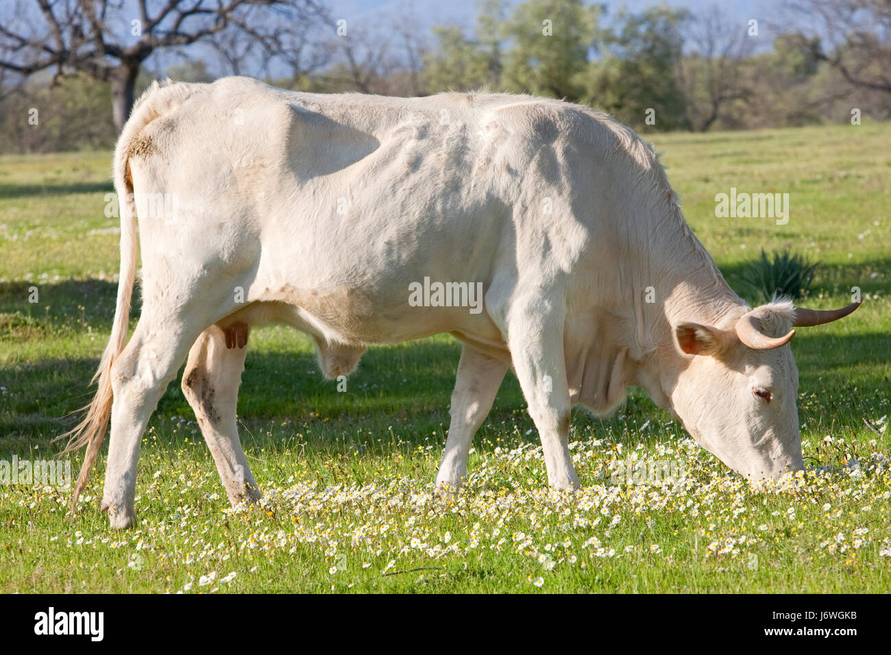 Il campo di origine animale mucca azienda alimentare di pascolo aliment closeup tree animale faccia bull Foto Stock