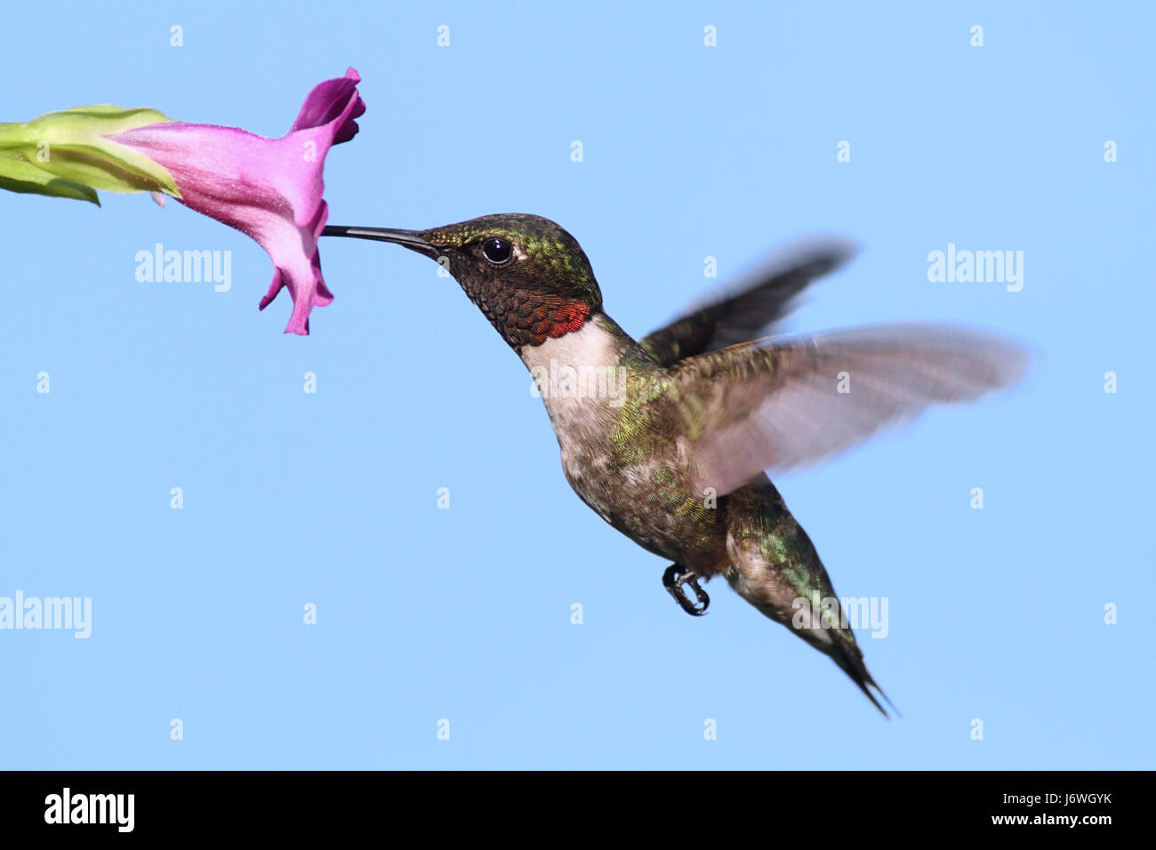 Piante e fiori uccelli selvatici selvatici hummingbird ruby animale di natura uccelli fiore Foto Stock