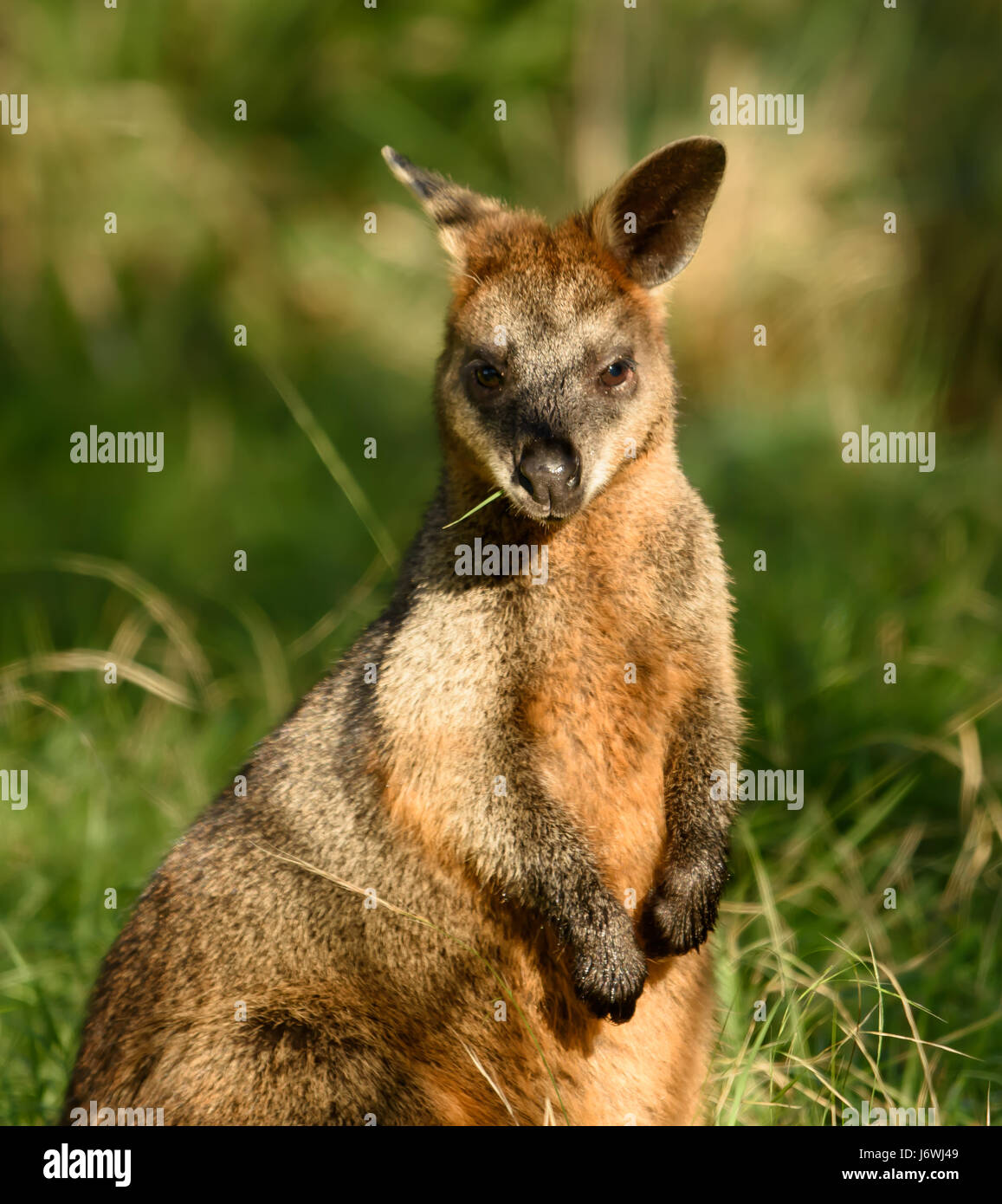 Rock wallaby Foto Stock