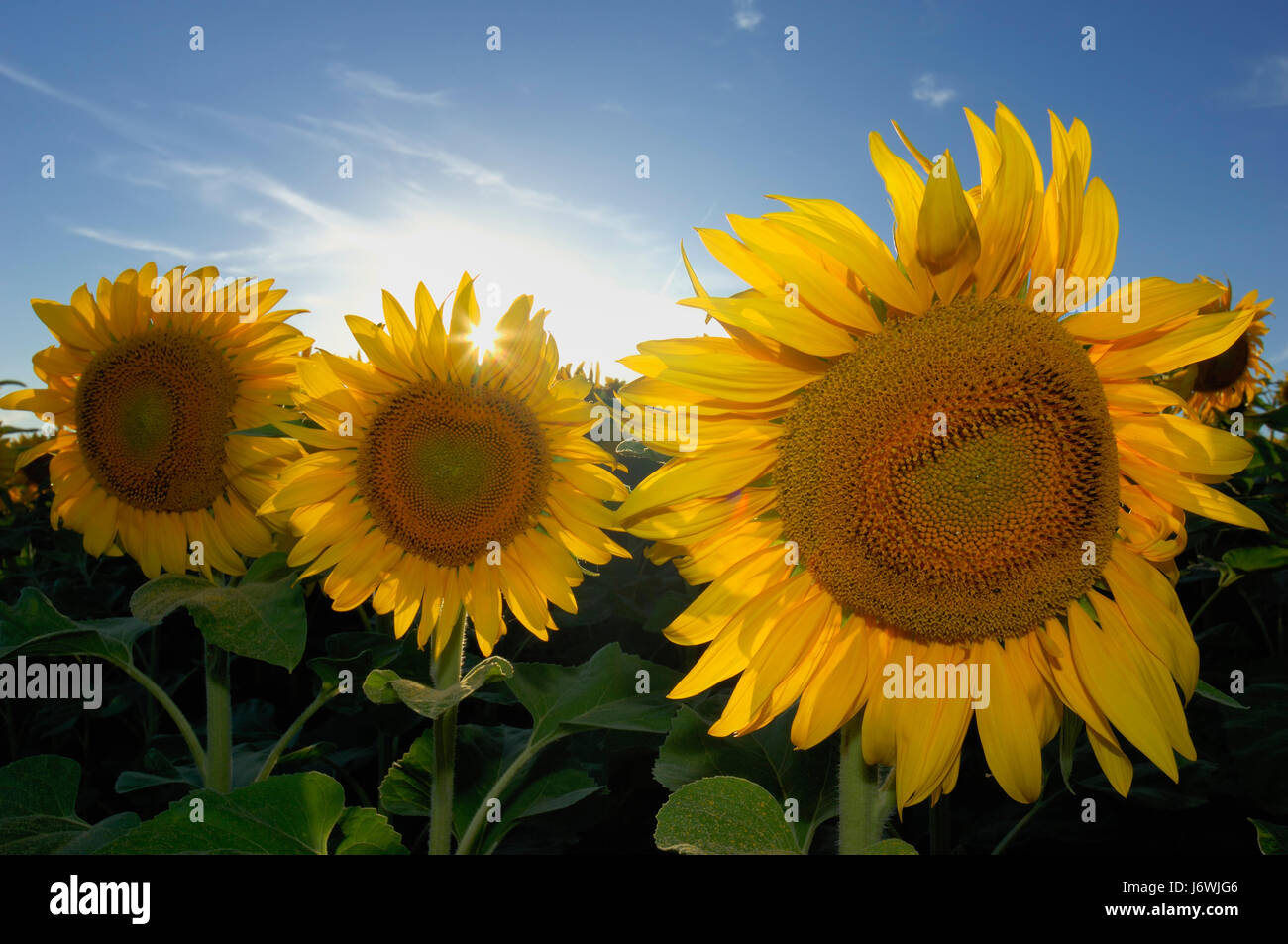 Sun flowers en Helianthus annuus Foto Stock