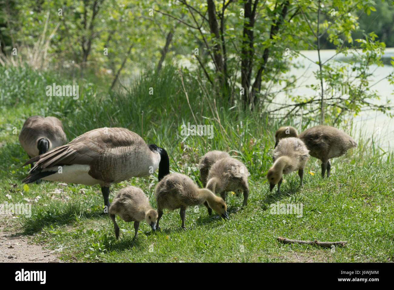 Oche Canadesi al Lago Calhoun con Goklings di primavera a Minneapolis, Minnesota. Foto Stock