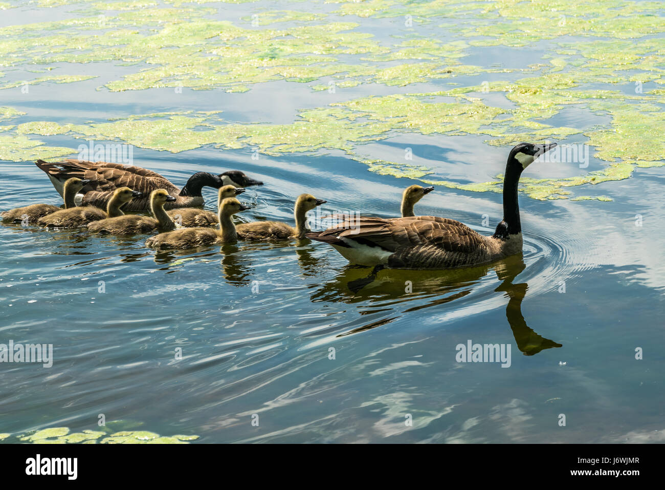 Oche Canadesi al Lago Calhoun con Goklings di primavera a Minneapolis, Minnesota. Foto Stock