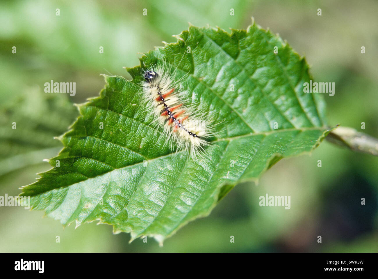 Caterpillar su una foglia Foto Stock