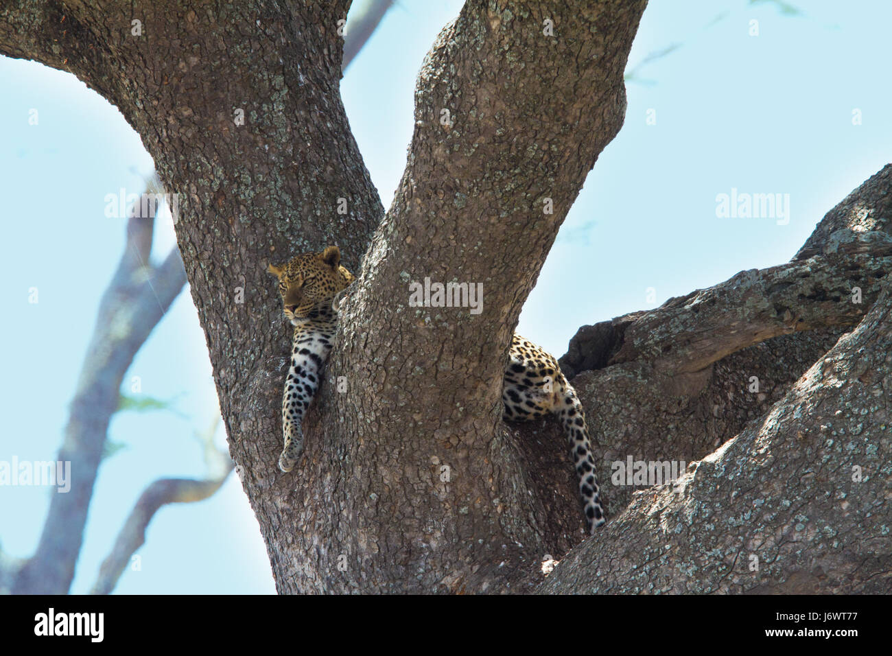 Africa albero fino a cat gatto grande predatore felino leopard pericolo ambiente foglia Foto Stock