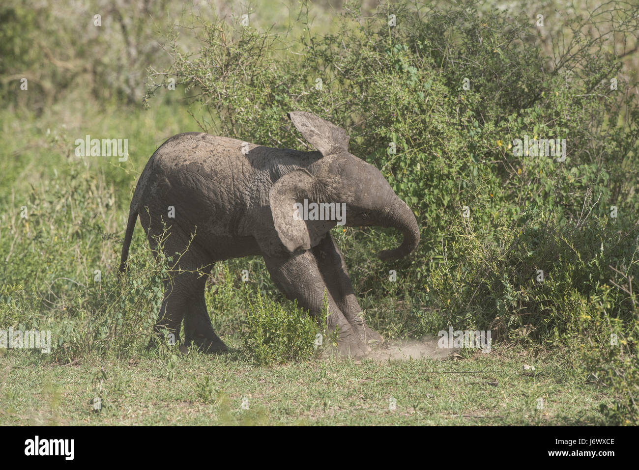 Baby Elephant, Tanzania Foto Stock