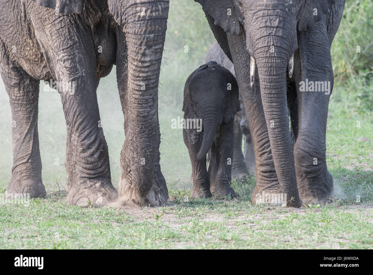 Baby Elephant, Tanzania Foto Stock