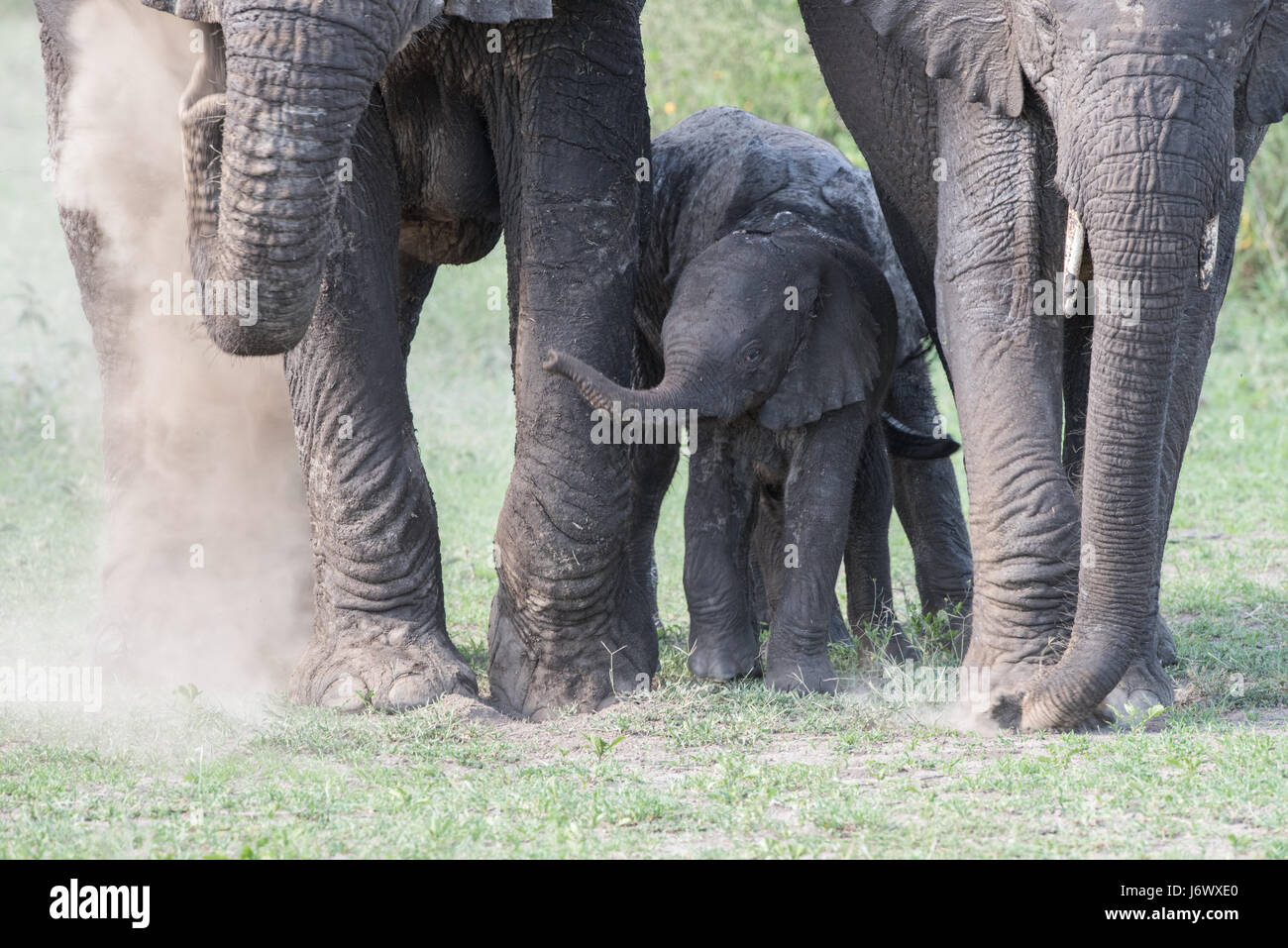 Baby Elephant, Tanzania Foto Stock