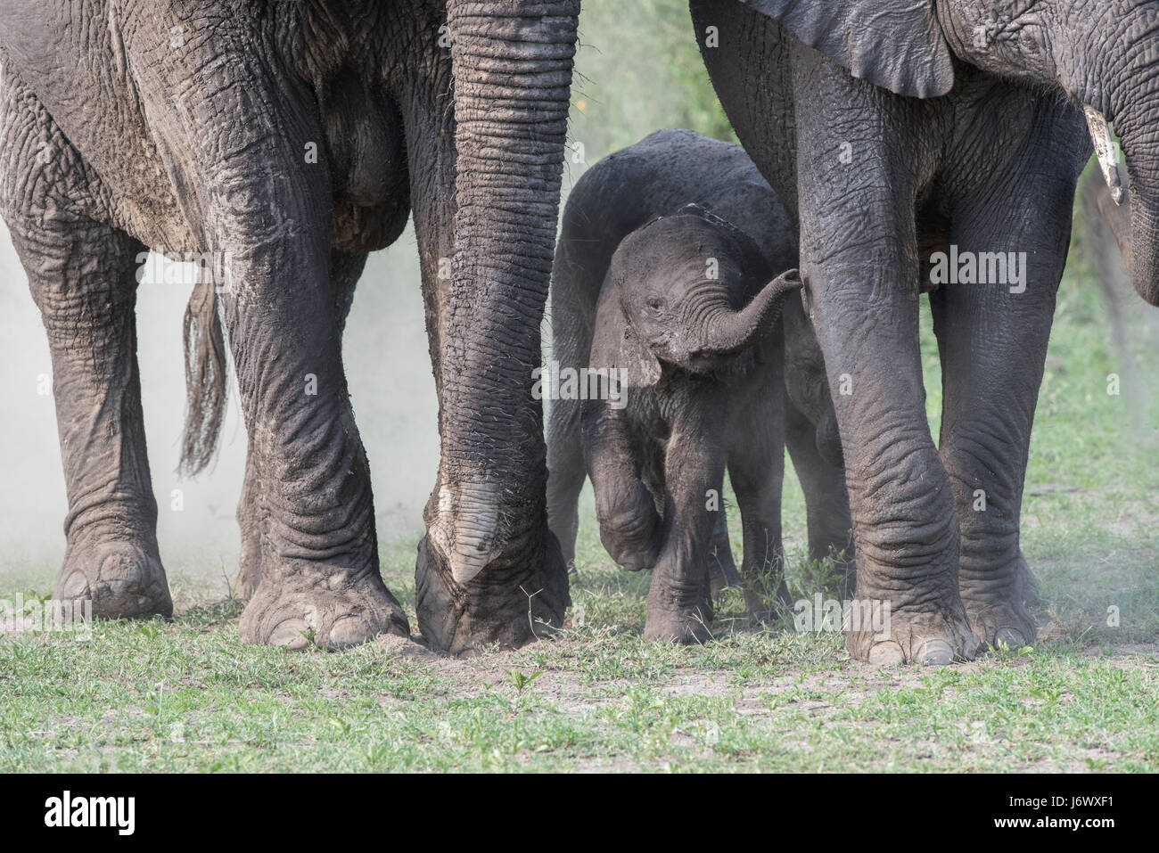 Baby Elephant, Tanzania Foto Stock