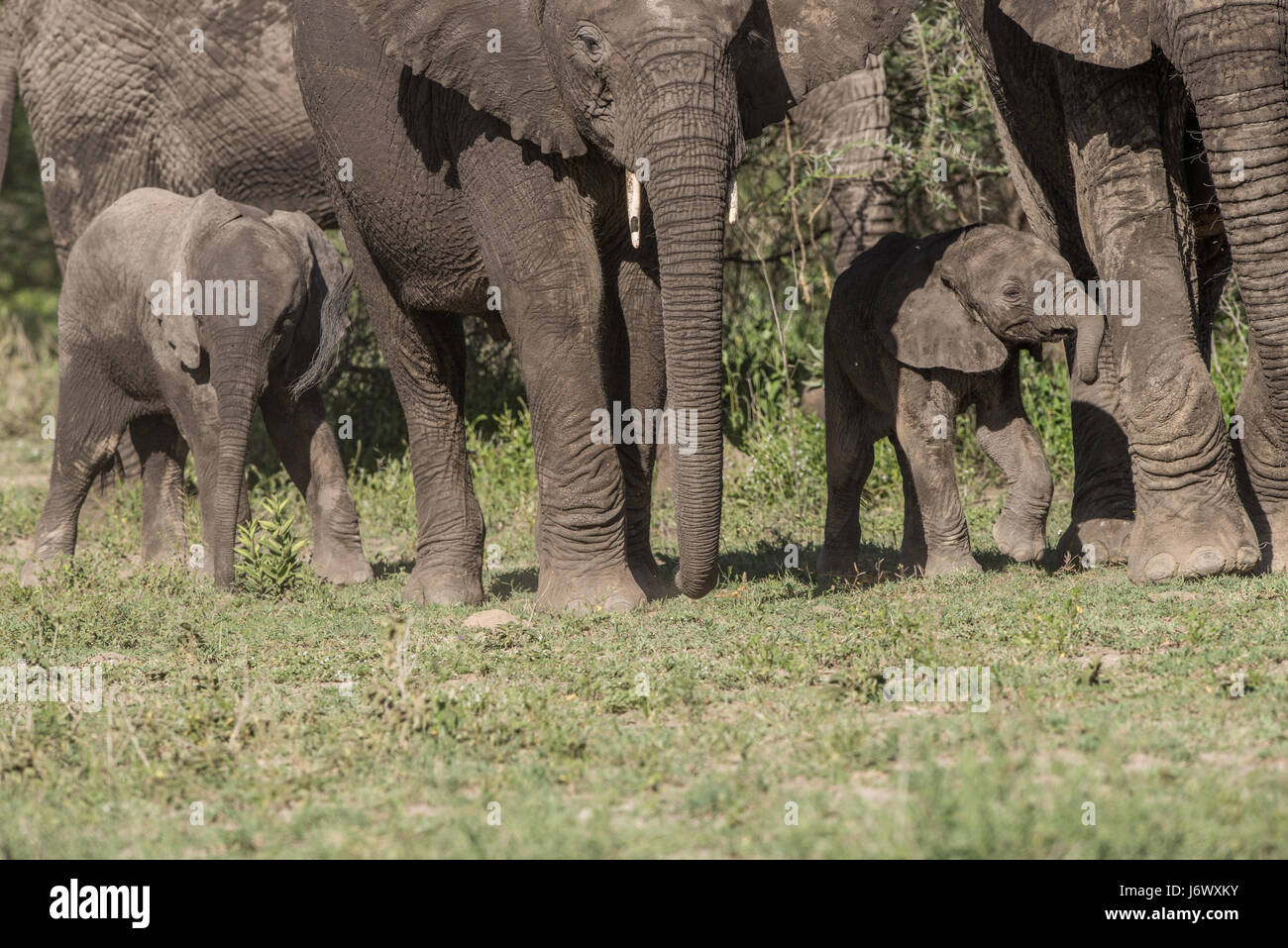 Baby Elephant, Tanzania Foto Stock