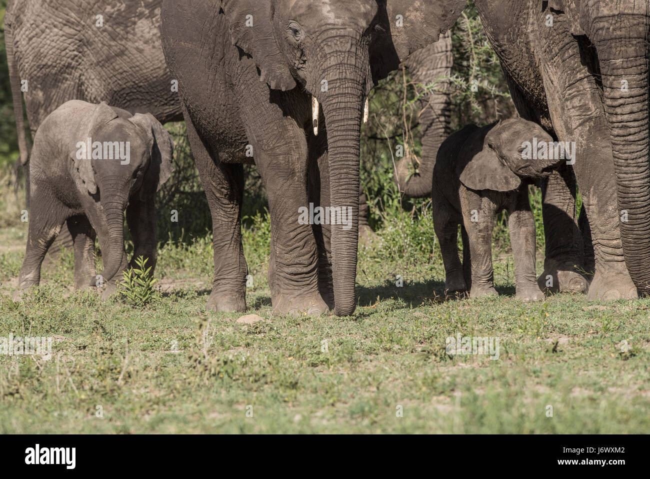 Baby Elephant, Tanzania Foto Stock