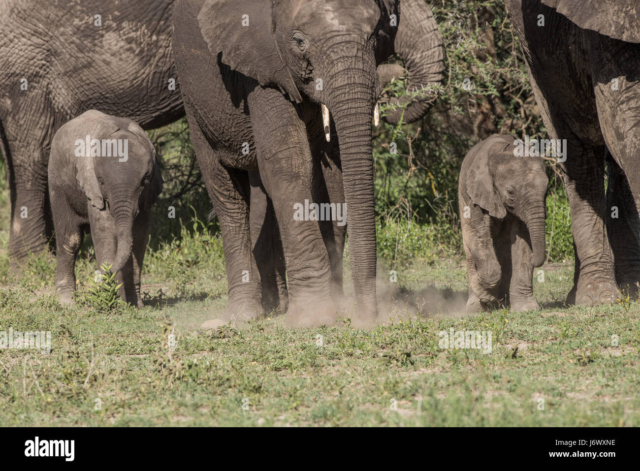 Baby Elephant, Tanzania Foto Stock