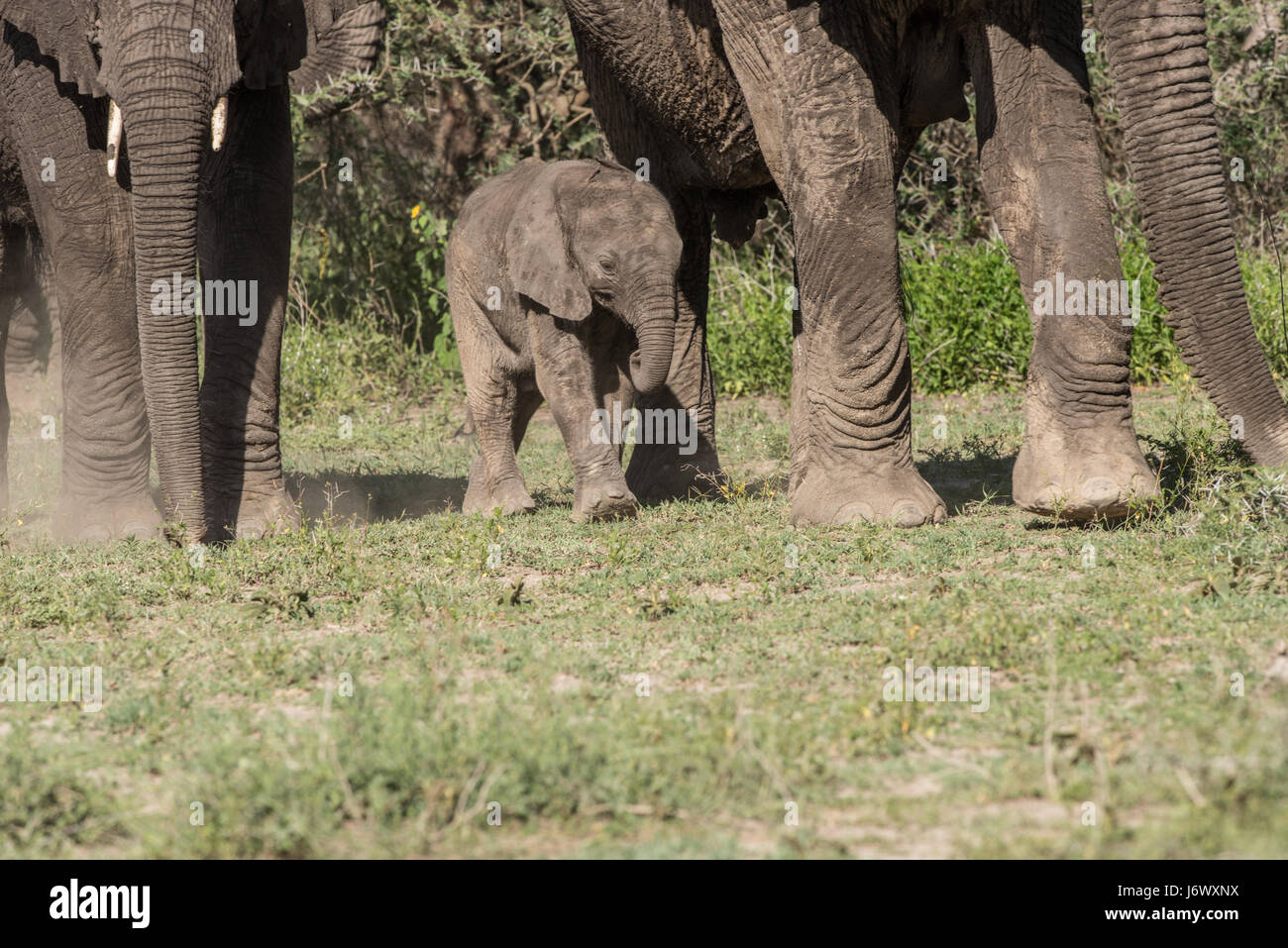 Baby Elephant, Tanzania Foto Stock