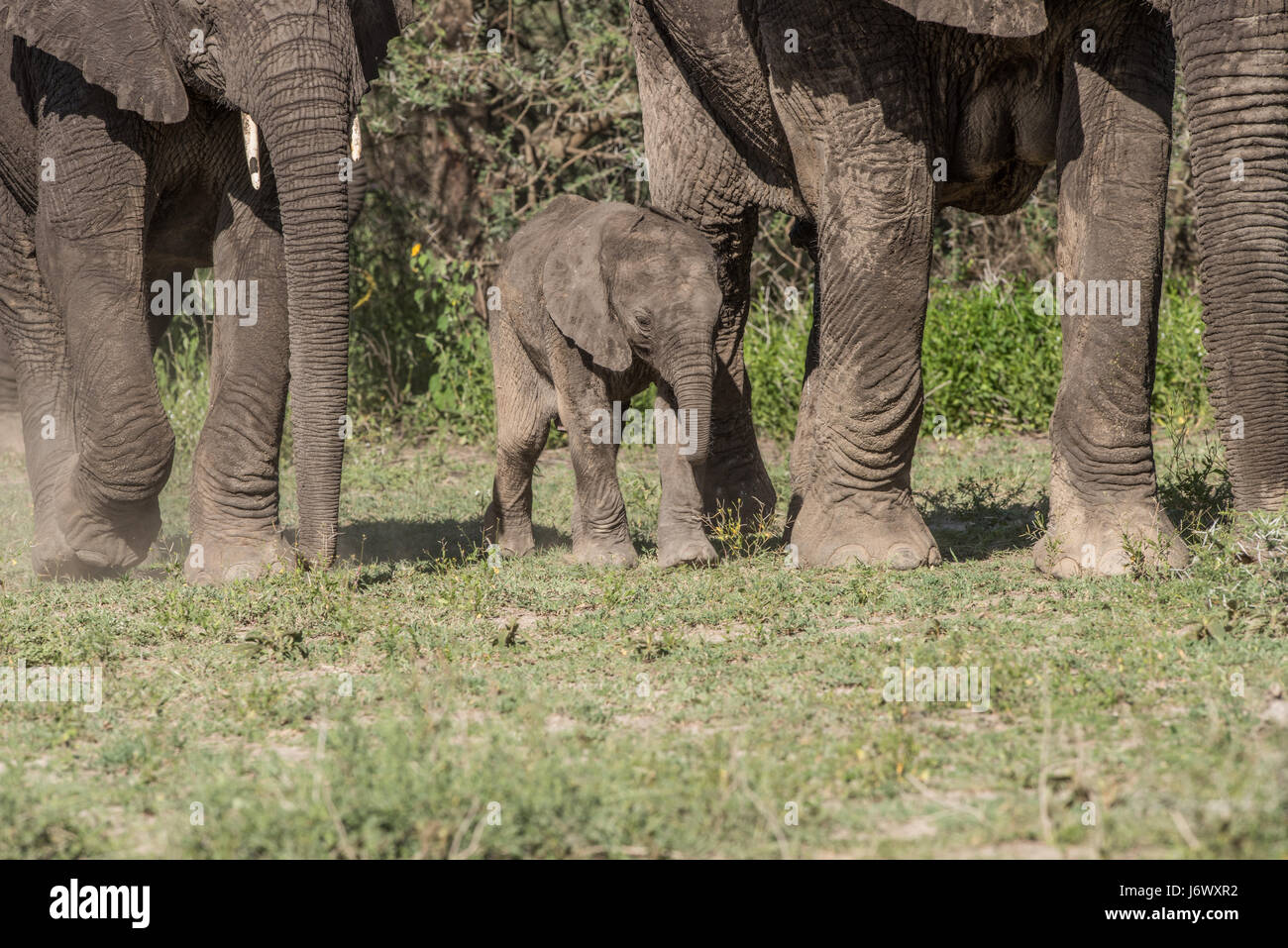 Baby Elephant, Tanzania Foto Stock