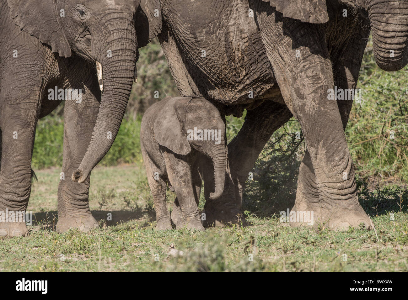 Baby Elephant, Tanzania Foto Stock