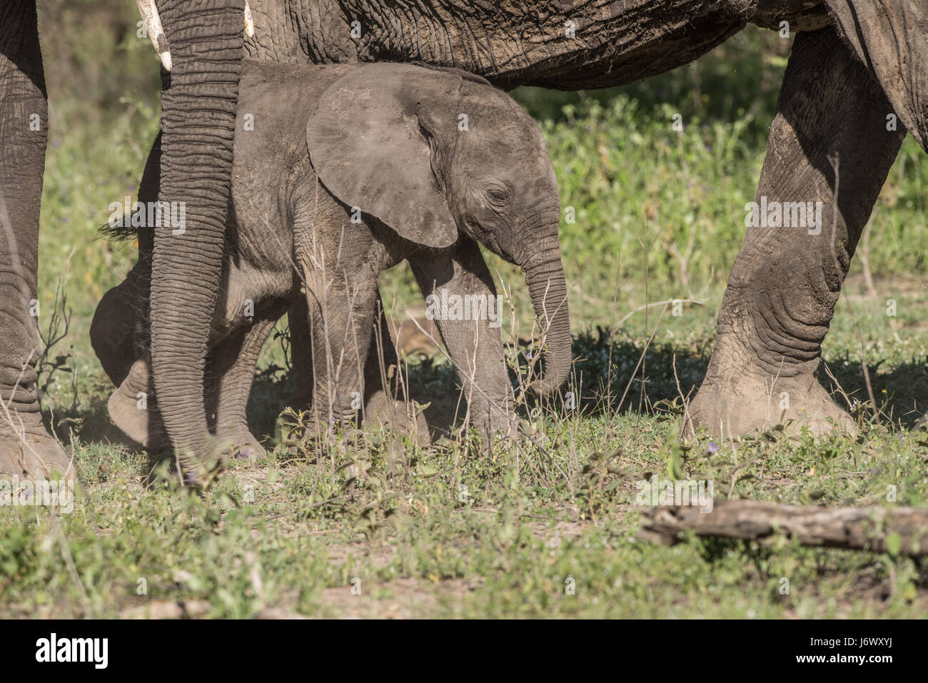 Baby Elephant, Tanzania Foto Stock