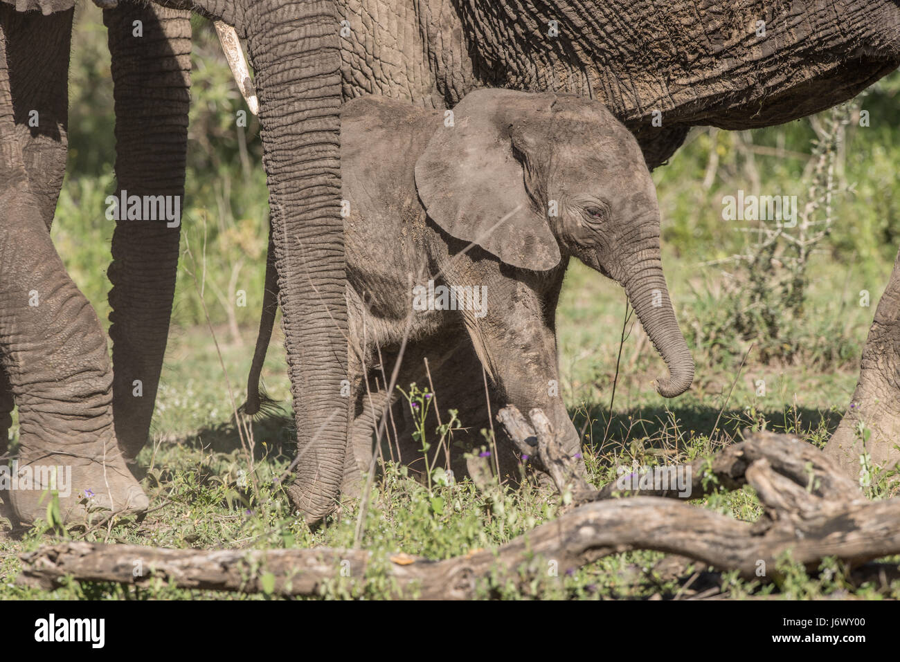 Baby Elephant, Tanzania Foto Stock