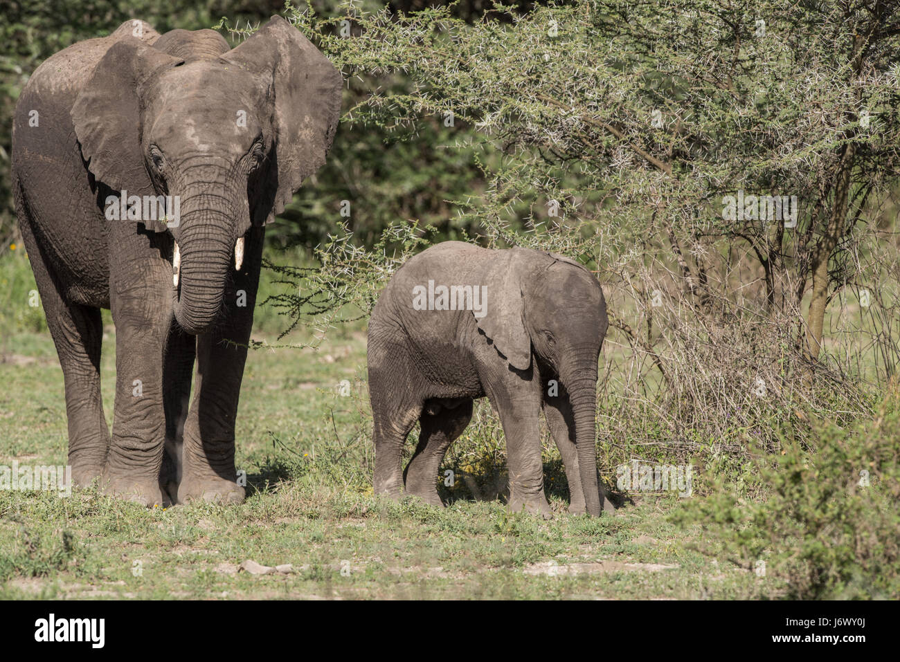 Baby Elephant, Tanzania Foto Stock