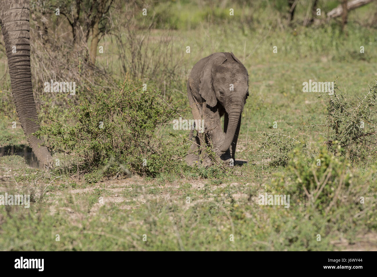 Baby Elephant, Tanzania Foto Stock