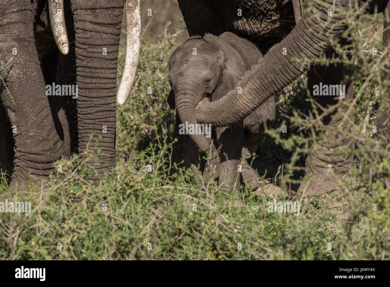 Baby Elephant, Tanzania Foto Stock