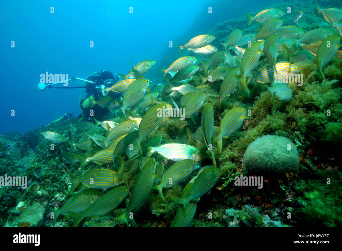 Pesce nel Mediterraneo Foto Stock