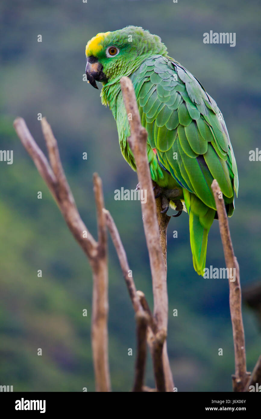 Ambiente Ambiente isolato closeup tree animale da compagnia verde di uccelli selvatici in legno Foto Stock