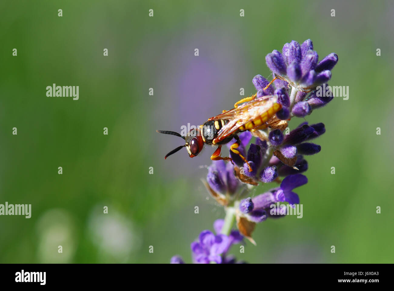 Wasp Foto Stock