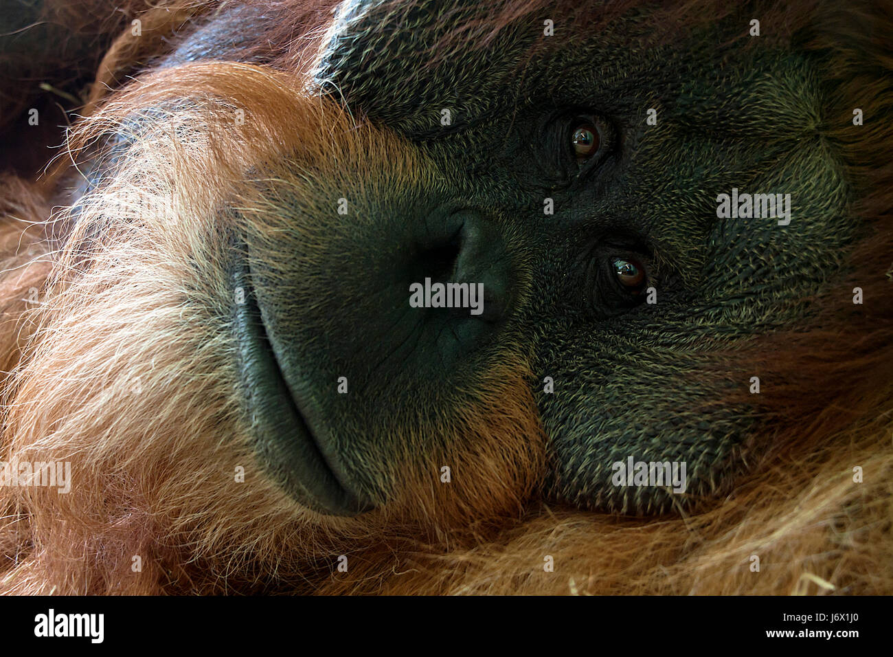 Orangutan Foto Stock
