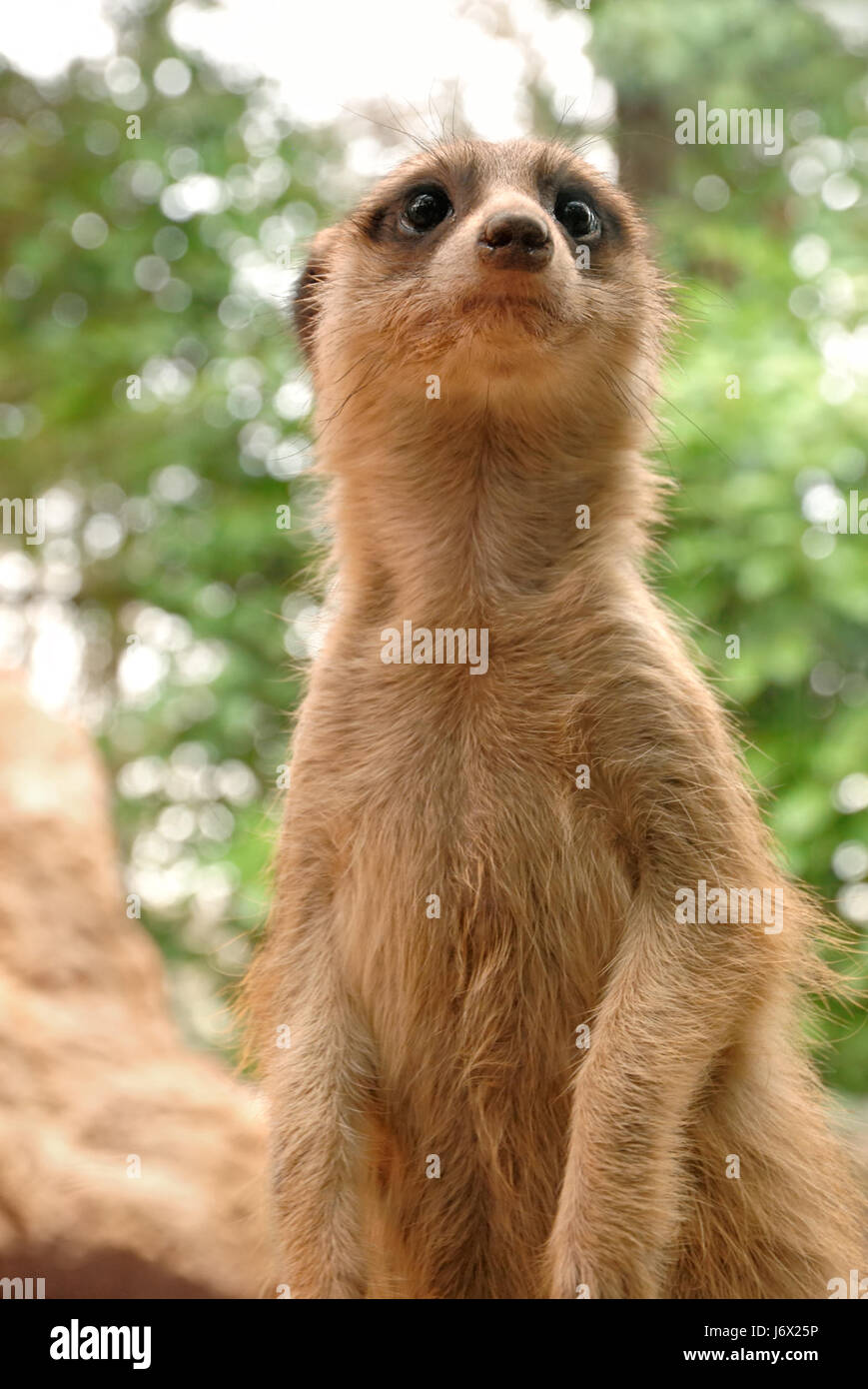 Meerkat con aspetto carino Foto Stock